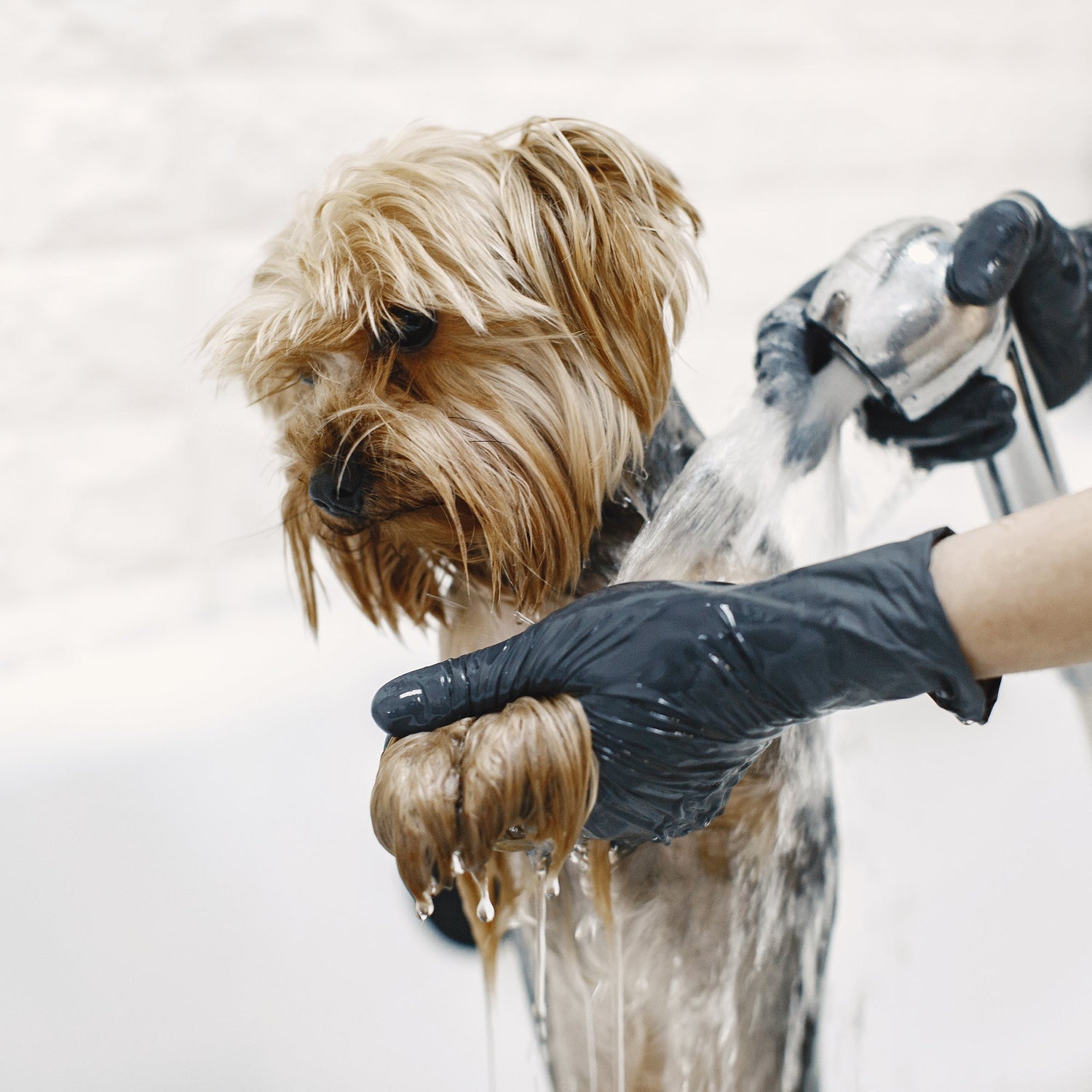 Healthcare & Grooming