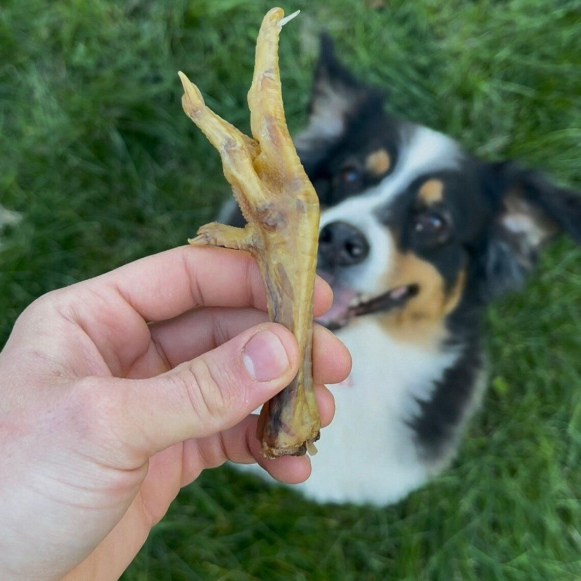 All Treats